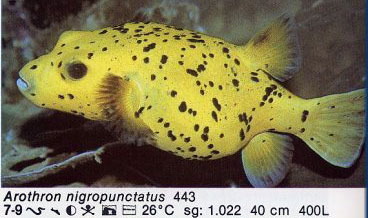 Arothron nigropunctatus
